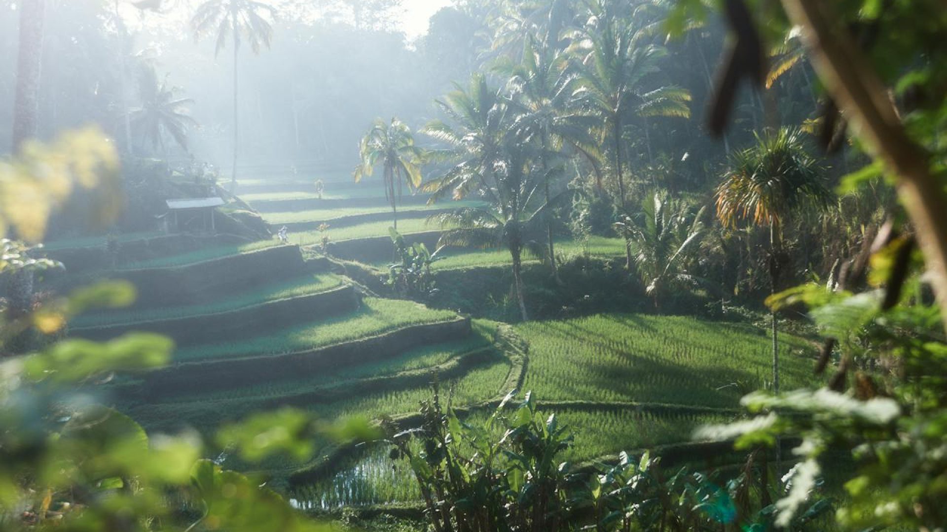 Tegallalang Rice Terrace